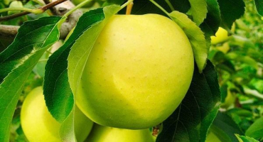 Výhody a nevýhody ananasových jabloní, recenze zahradníků, vlastnosti a popis ovoce